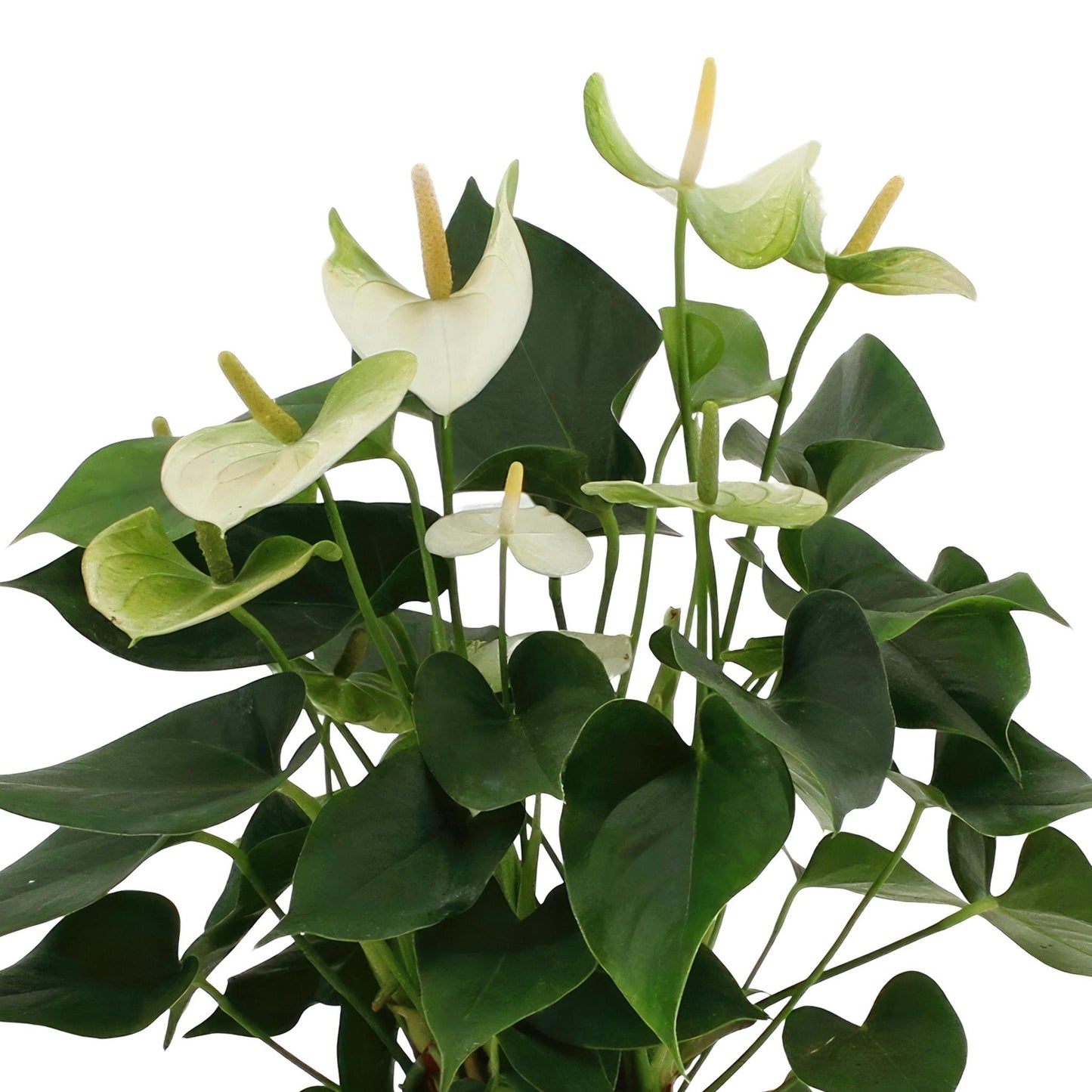 Anthurium Andreanum Namora mit PURE Korb - 45 cm Höhe - Ø12 cm