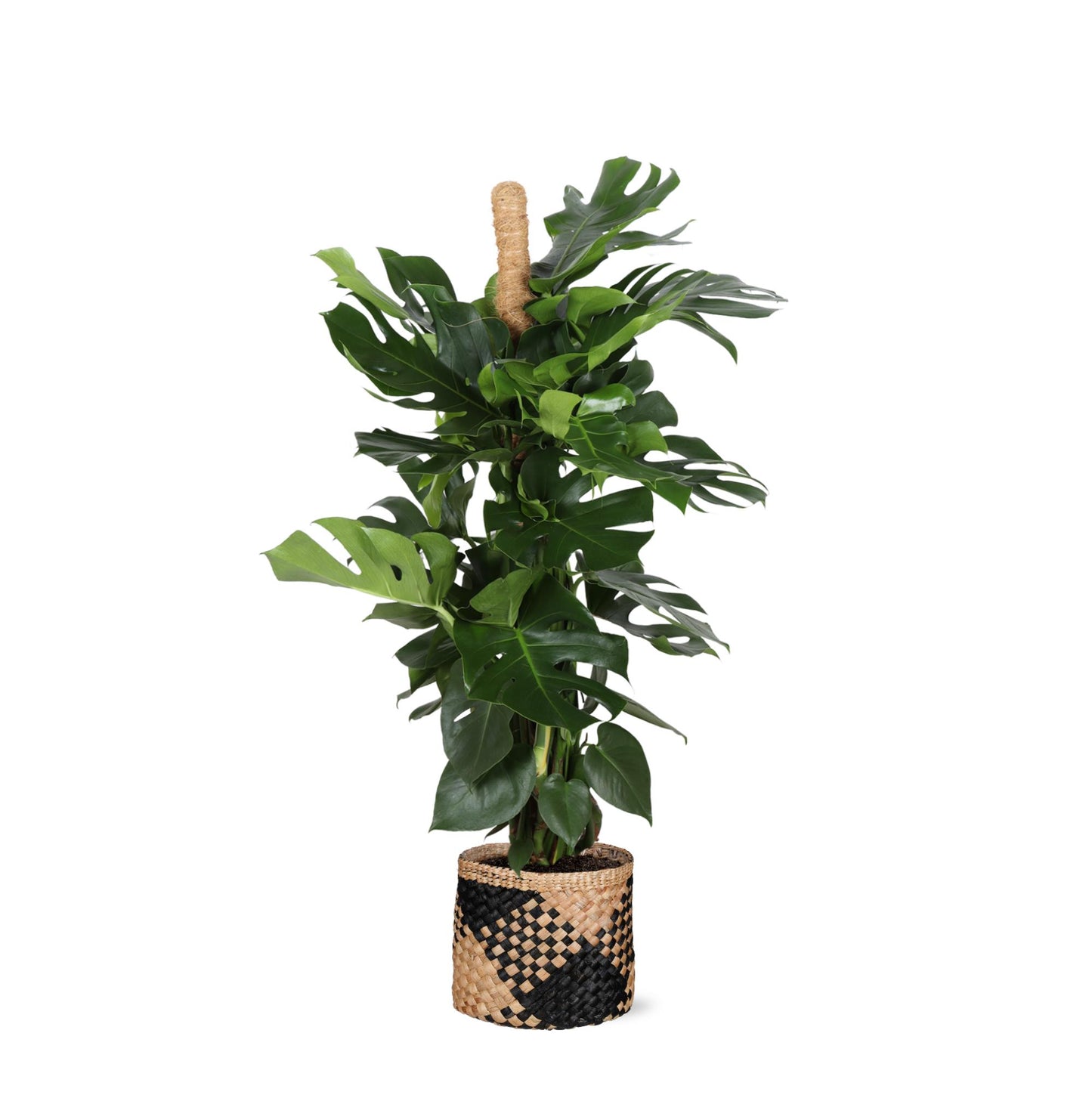 Monstera Deliciosa Ø27cm - ↕150cm im schwarzen Drucktopf