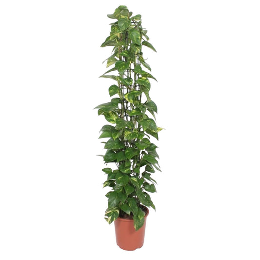 Epipremnum Aureum - 160 cm - ø27