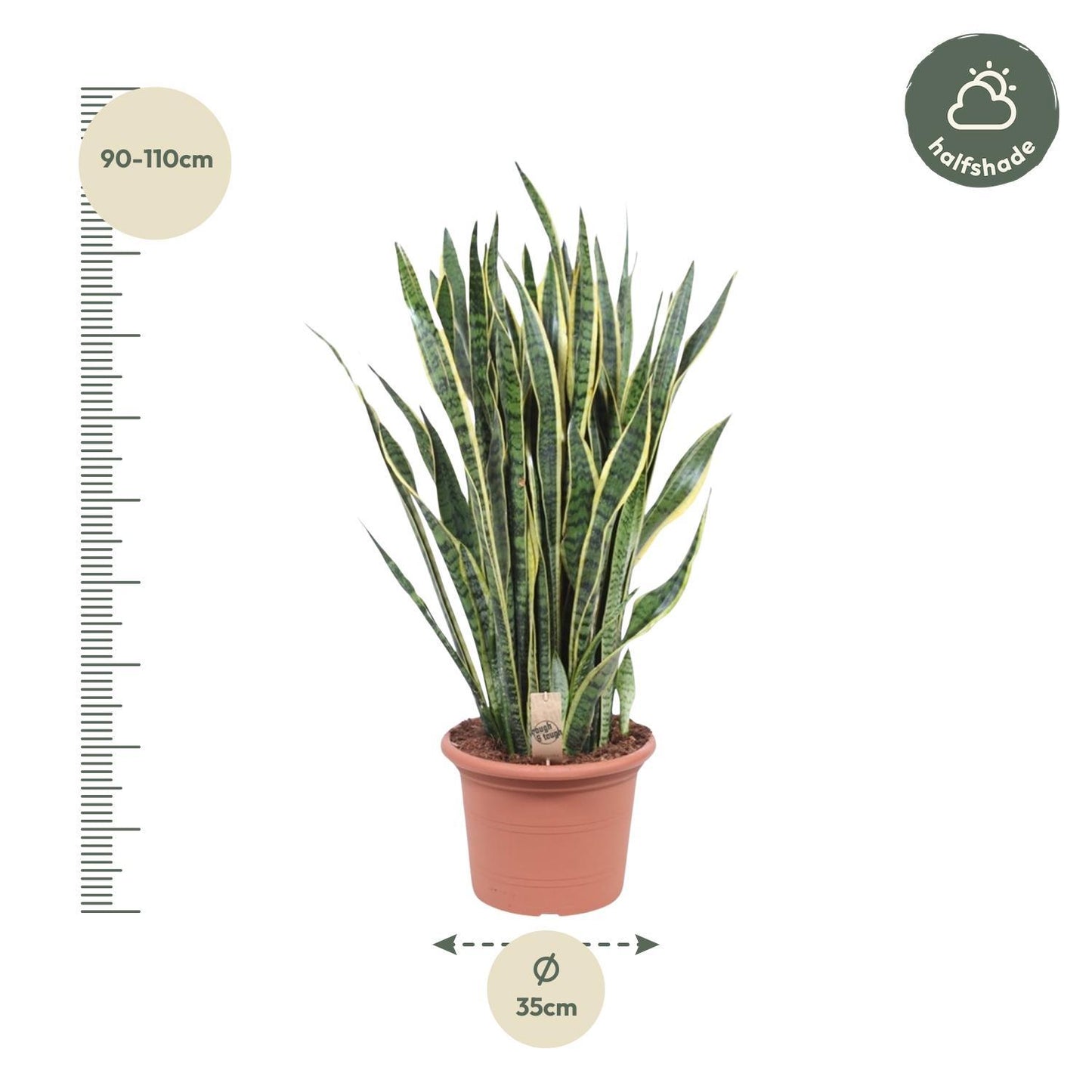 Sansevieria Laurentii - 100 cm - ø35