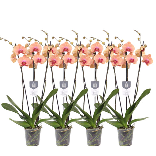 Set van 4 - Phalaenopsis Carribean Dream - 3 tak orchidee - 60 cm - Ø12cm