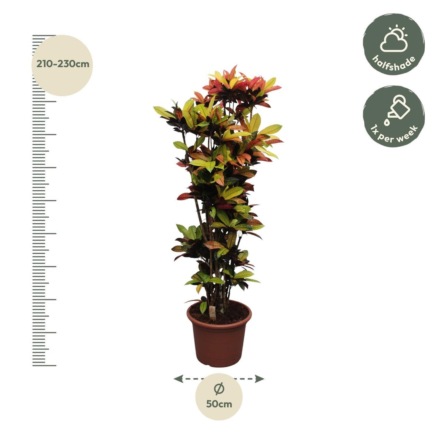 Codiaeum Iceton (Croton Iceton) - 220 cm - Ø50 cm | Imposante Zimmerpflanze mit Exotischer Farbenpracht