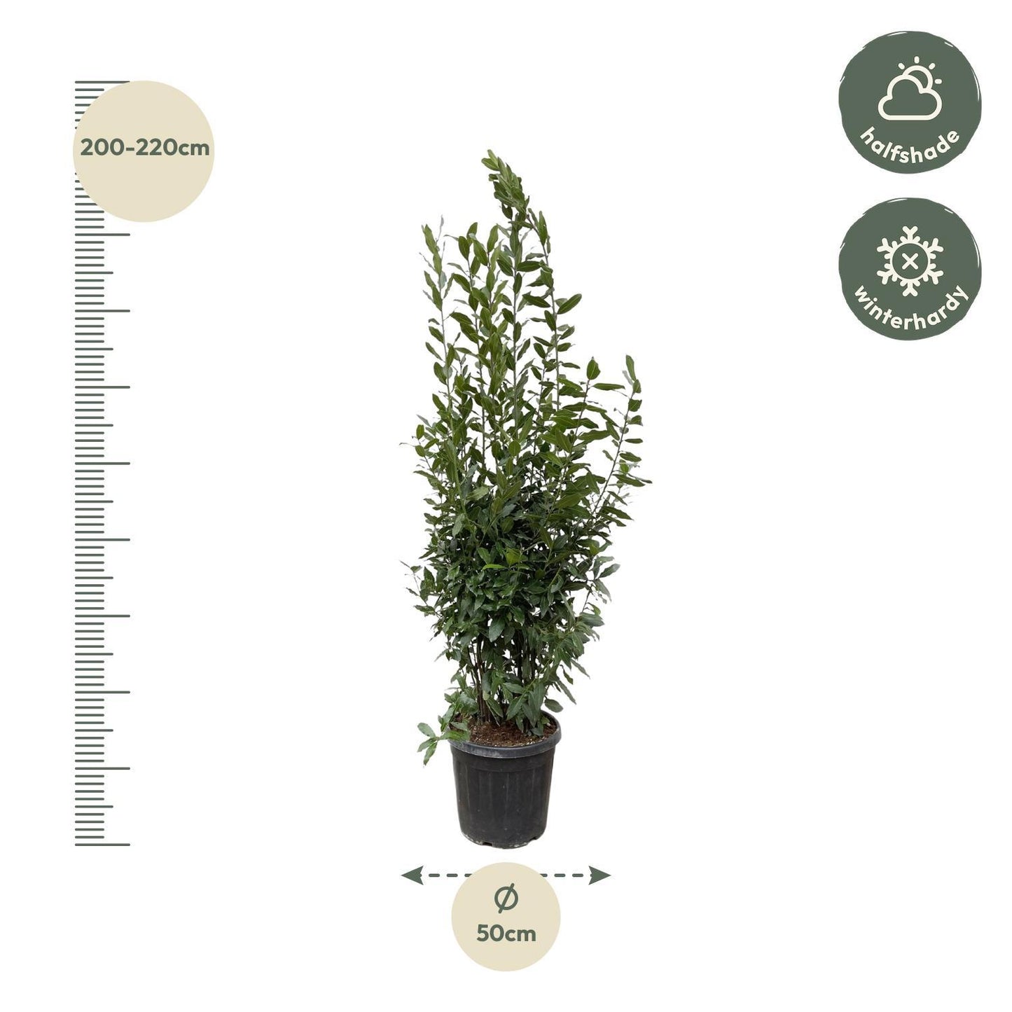 Laurus Nobilis  - 210 cm - ø50 cm