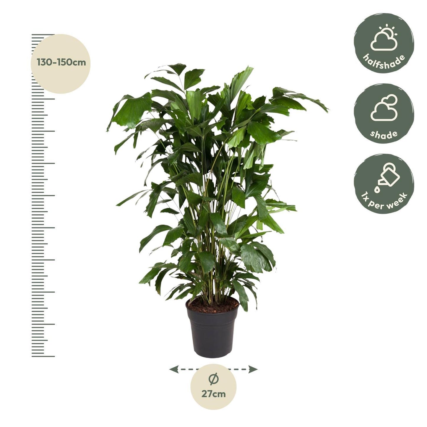 Caryota Mitis - 140 cm - ø27 | Prächtige Tropenpalme für Luxuriöses Ambiente