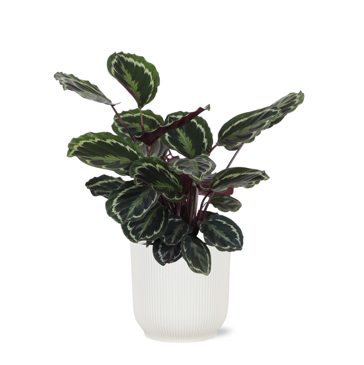 Calathea Medaillon - Ø21 cm - ↕70 cm in weißem Topf | Exotische Zimmerpflanze mit Elegantem Blattmuster