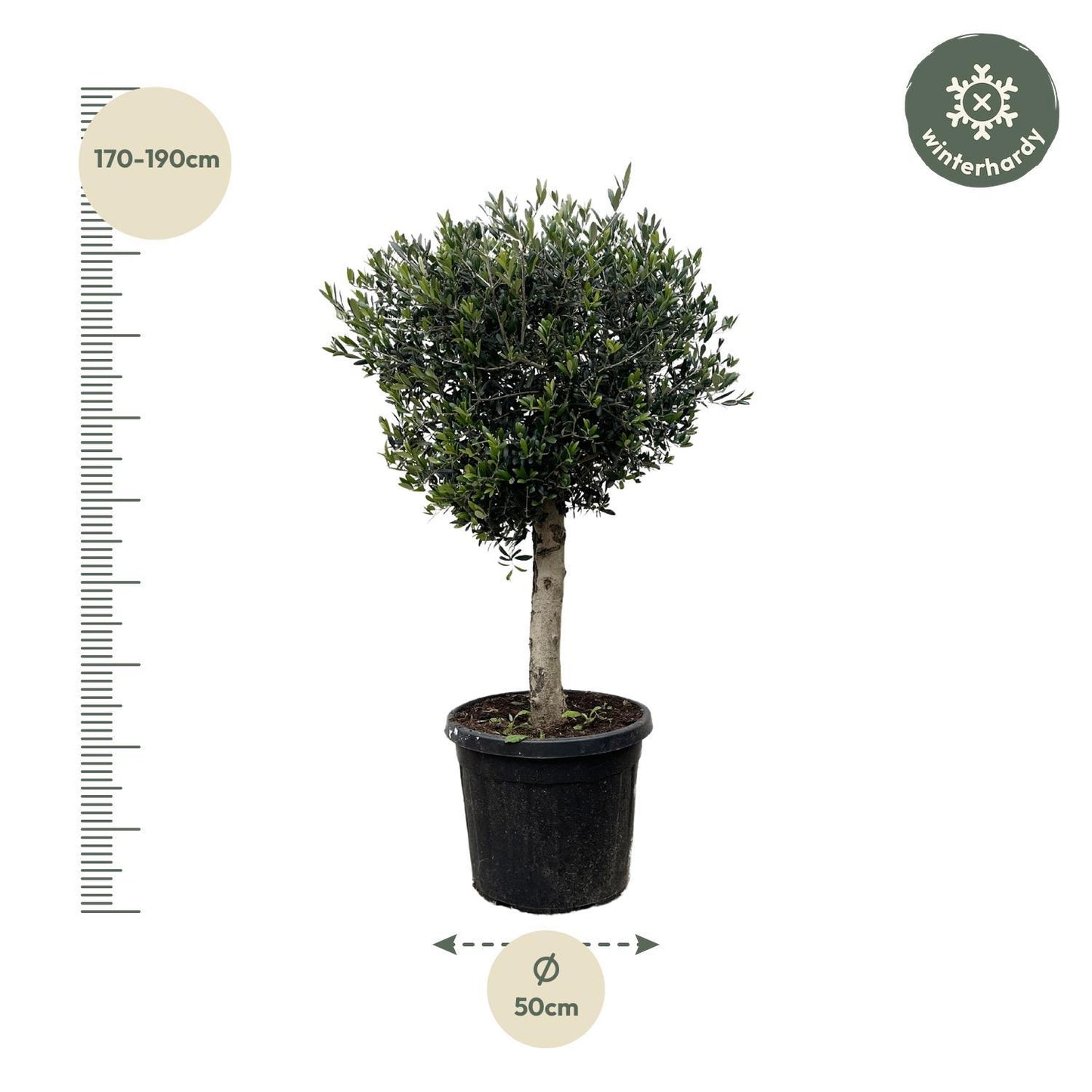 Olea europaea Lorc – Olivenbaum in edler Form (180 cm Höhe, Ø 50 cm)