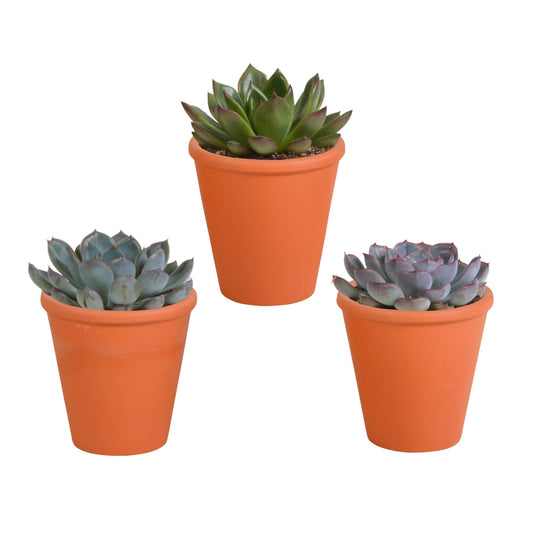 Echeveria-Mischung 8,5 cm - 3x - in Terracotta Topf