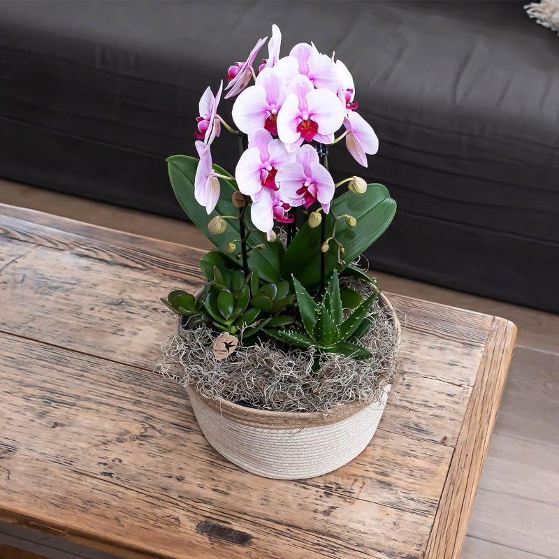 Kolibri Orchids | rosa Phalaenopsis Orchidee - Niagara Fall - Topfgröße Ø9cm | blühende Zimmerpflanze - frisch vom Züchter