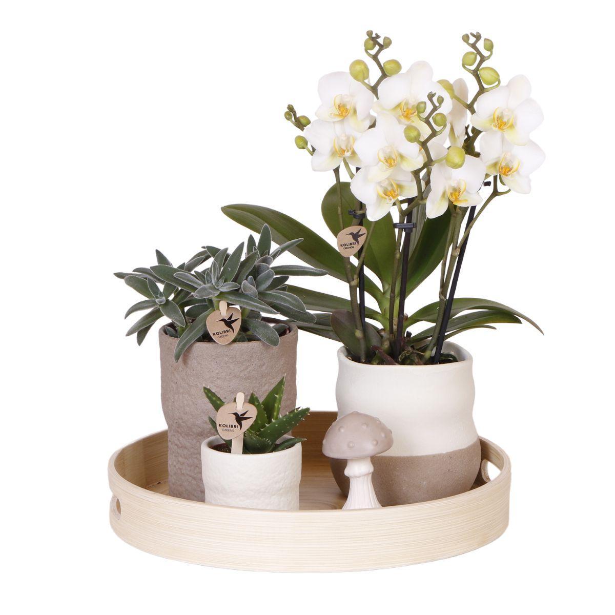 Kolibri Company | Pflanzenset Slow Living | Weiße Phalaenopsis Orchidee Lausanne und Sukkulenten inkl. Keramik-Zierpflanztöpfe