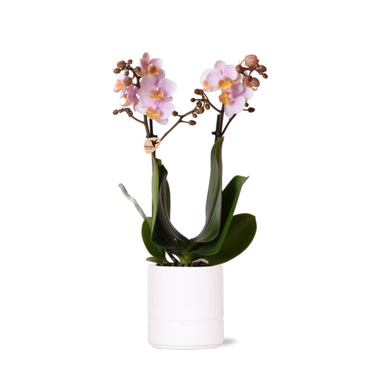 Kolibri Orchids | Rosa Phalaenopsis Orchidee - Andorra + Pastelltopf weiß - Topfgröße Ø9cm | blühende Zimmerpflanze - frisch vom Züchter