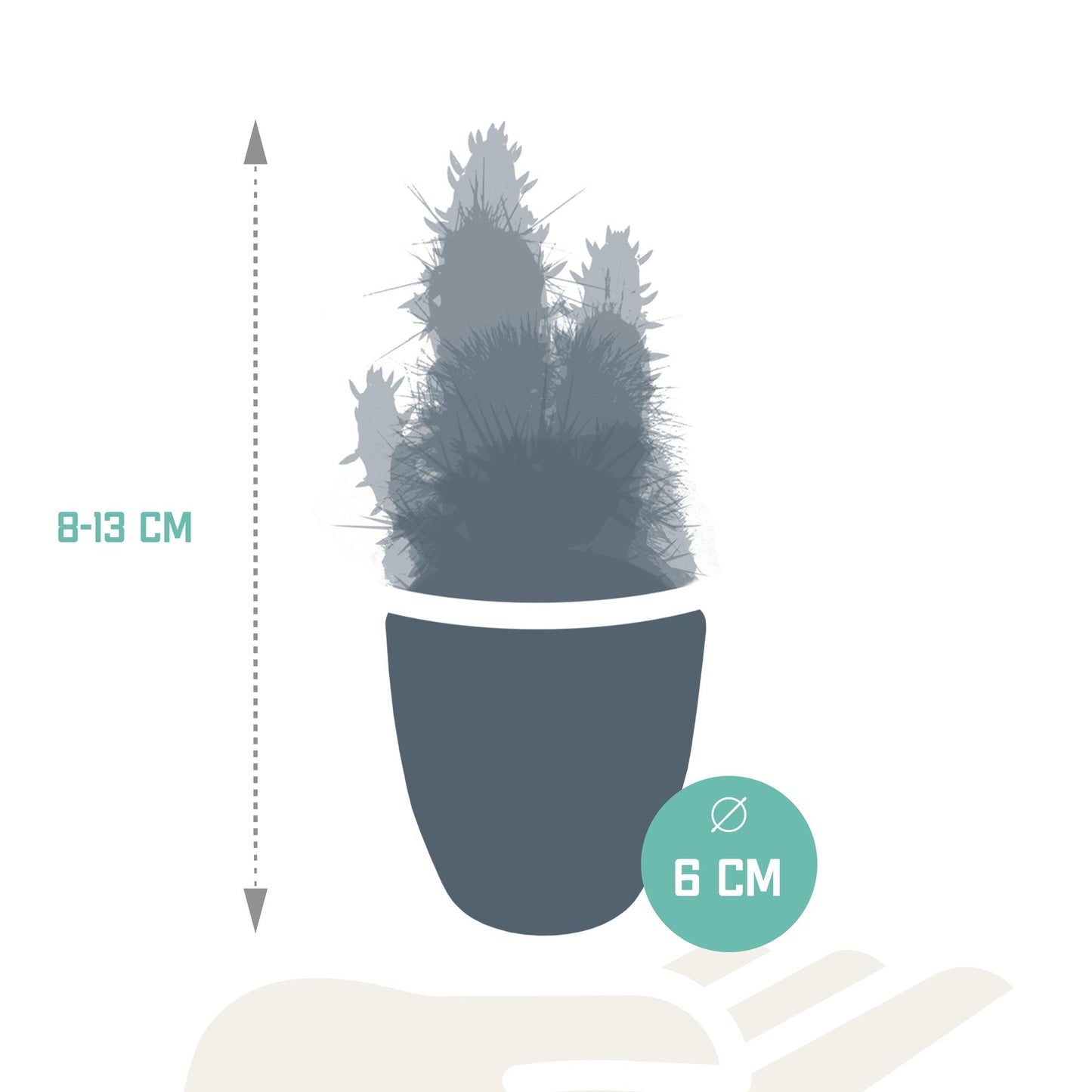 Kakteenmischung - 5,5 cm - 5x - im weißen Topf