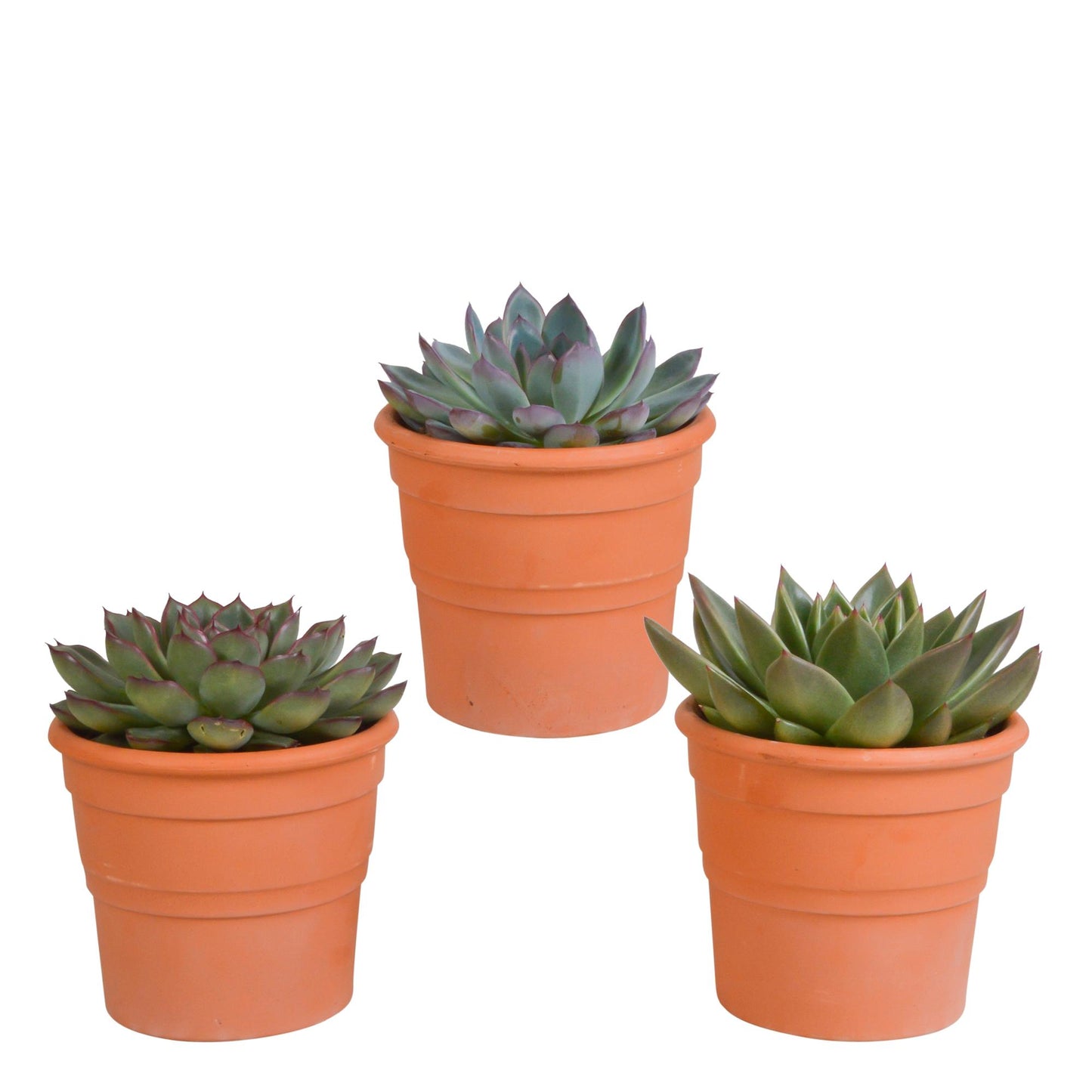 Echeveria-Mix 10,5 cm - 3x - im Terrakotta Topf