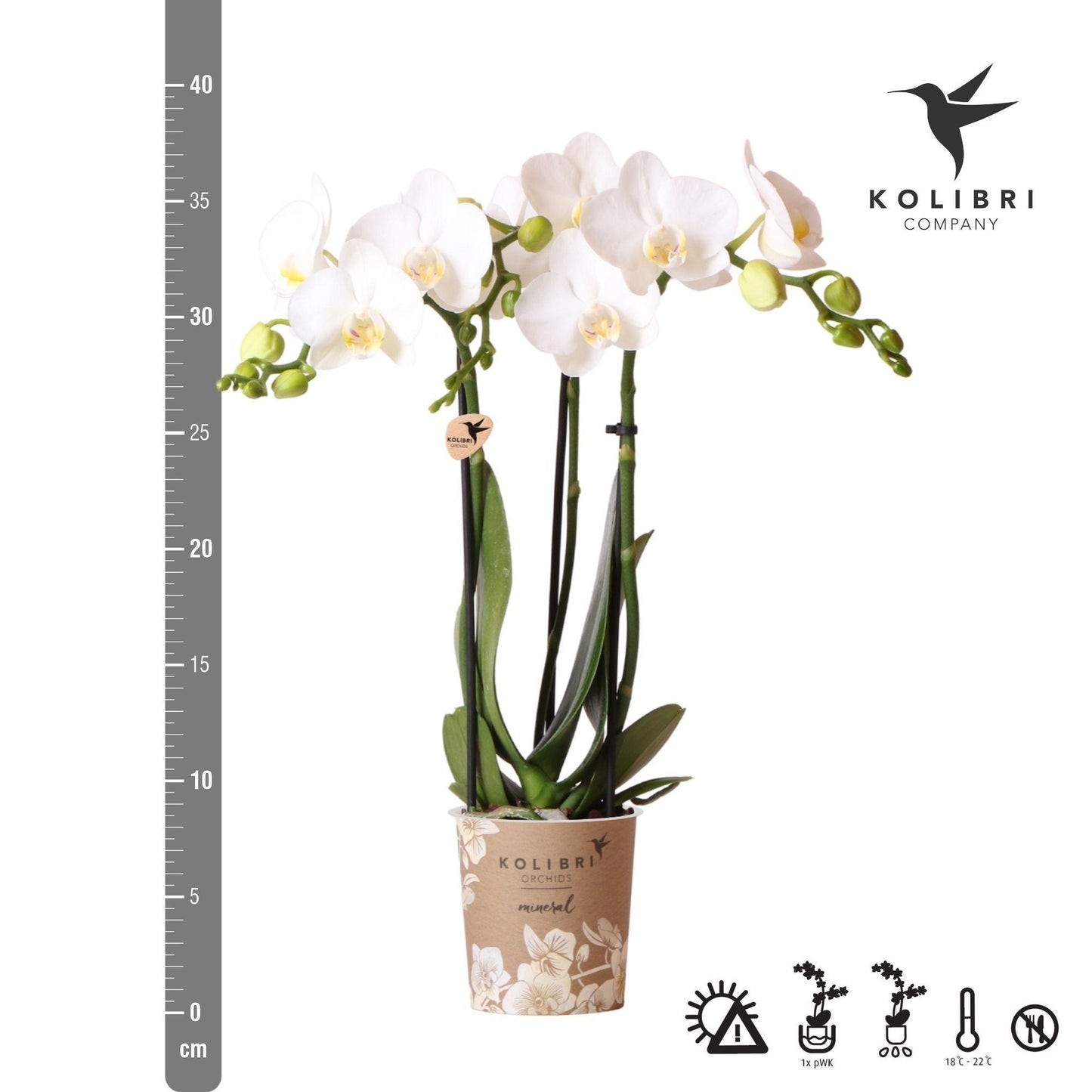 Kolibri Orchids | weiße Phalaenopsis-Orchidee - Amabilis - Topfgröße Ø9cm | blühende Zimmerpflanze - frisch vom Züchter