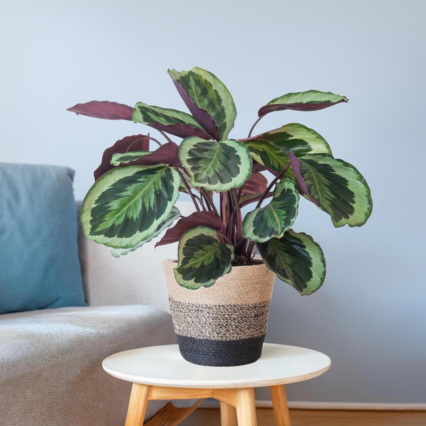 Calathea Medaillon mit Lissabon-Korb Schwarz - 65cm - Ø21