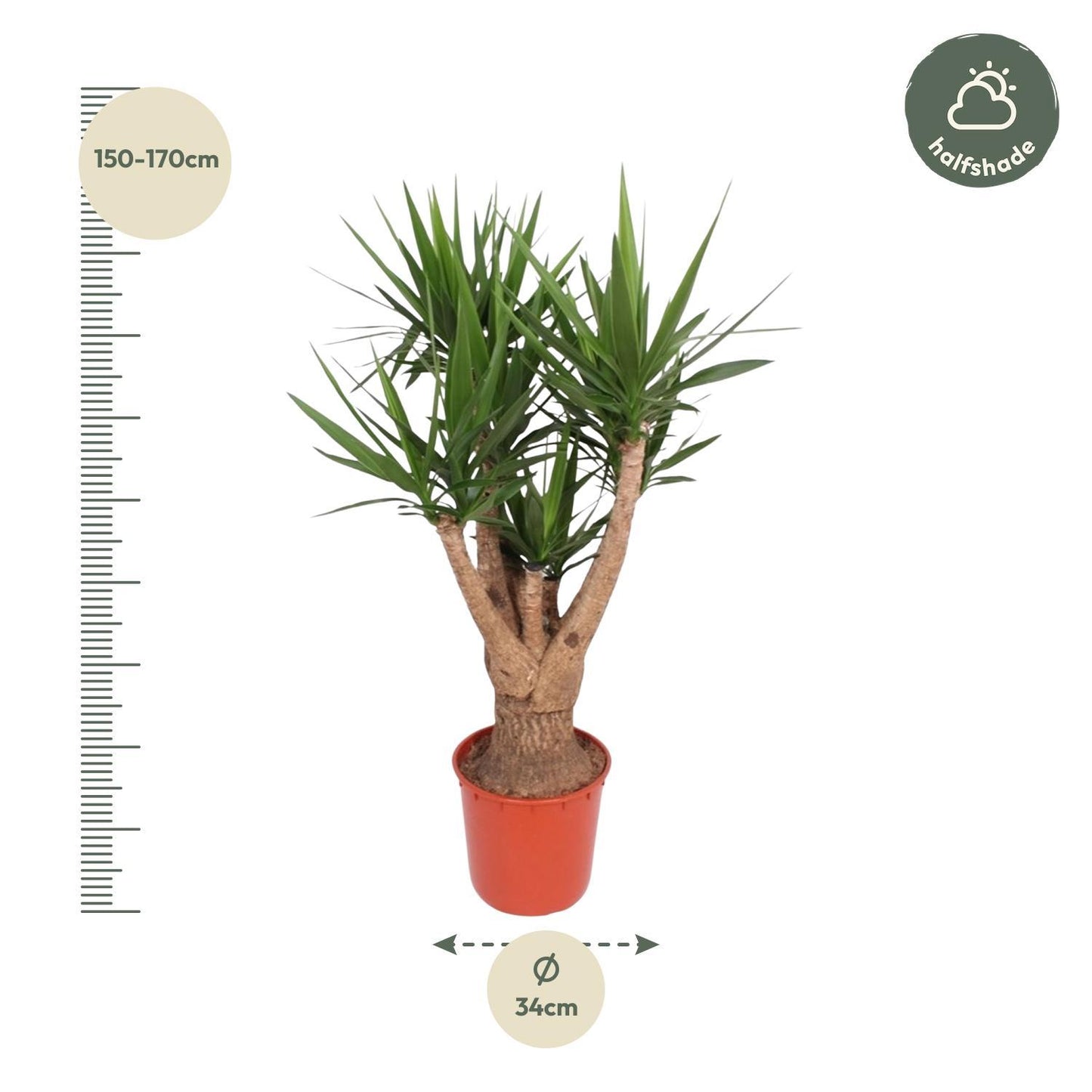 Yucca Elephantipes vertakt - 160 cm - ø34