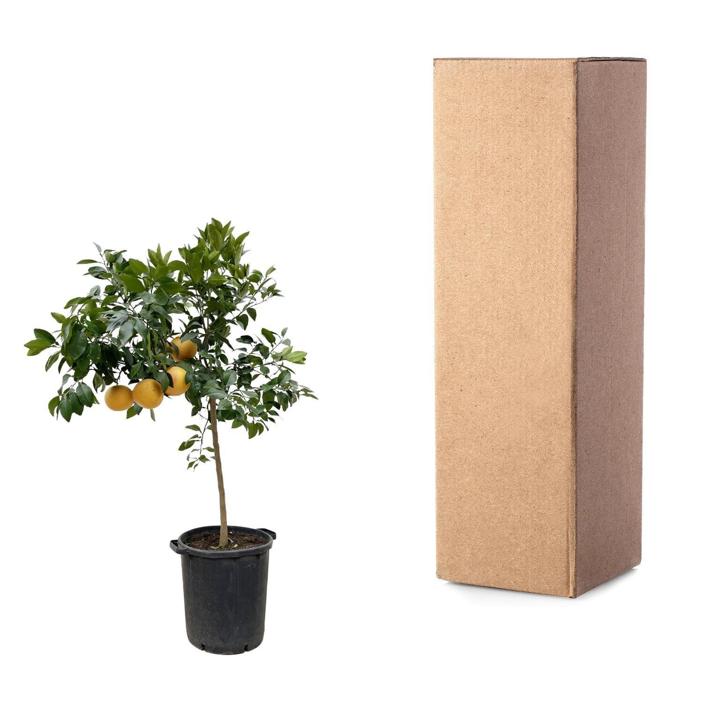 Grapefruitbaum - Citrus Pompelmo - 150 cm - Ø40 cm | Exotischer Baum für Frischen Genuss