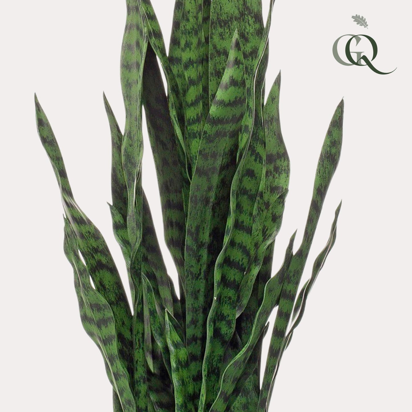 Kunstpflanze Sansevieria Black Coral – Frauenzunge – 97 cm