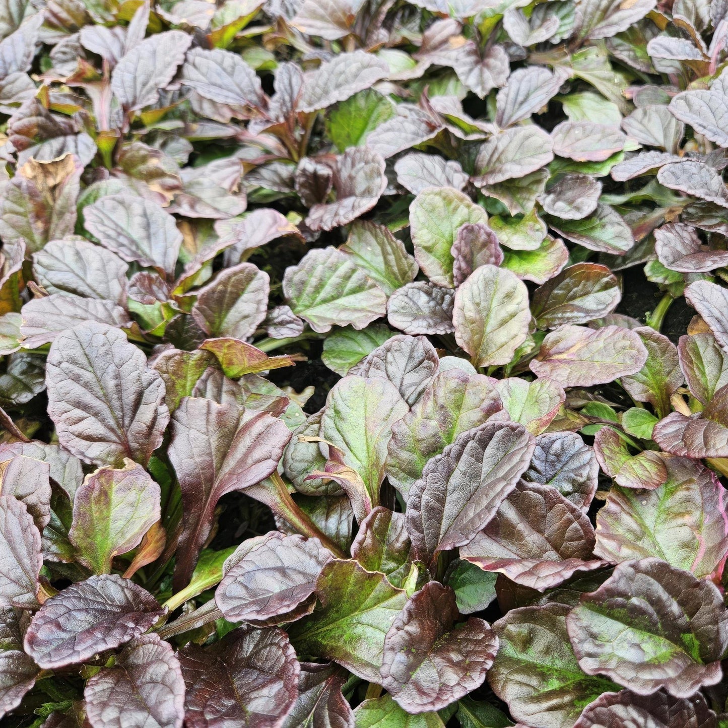 Ajuga reptans - ↕10-25cm - Ø9cm  - 40x