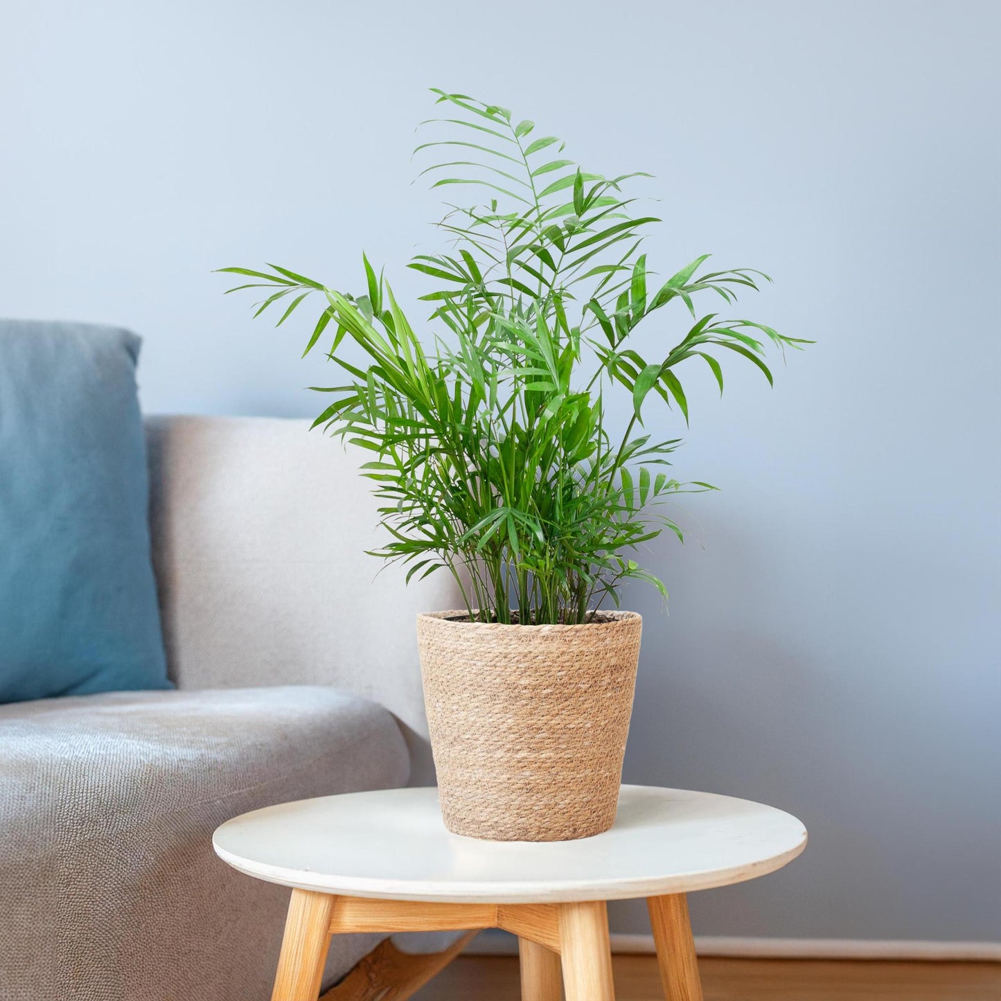 Chamadorea Elegans mit Sofia-Korb natur  - 55cm - Ø17