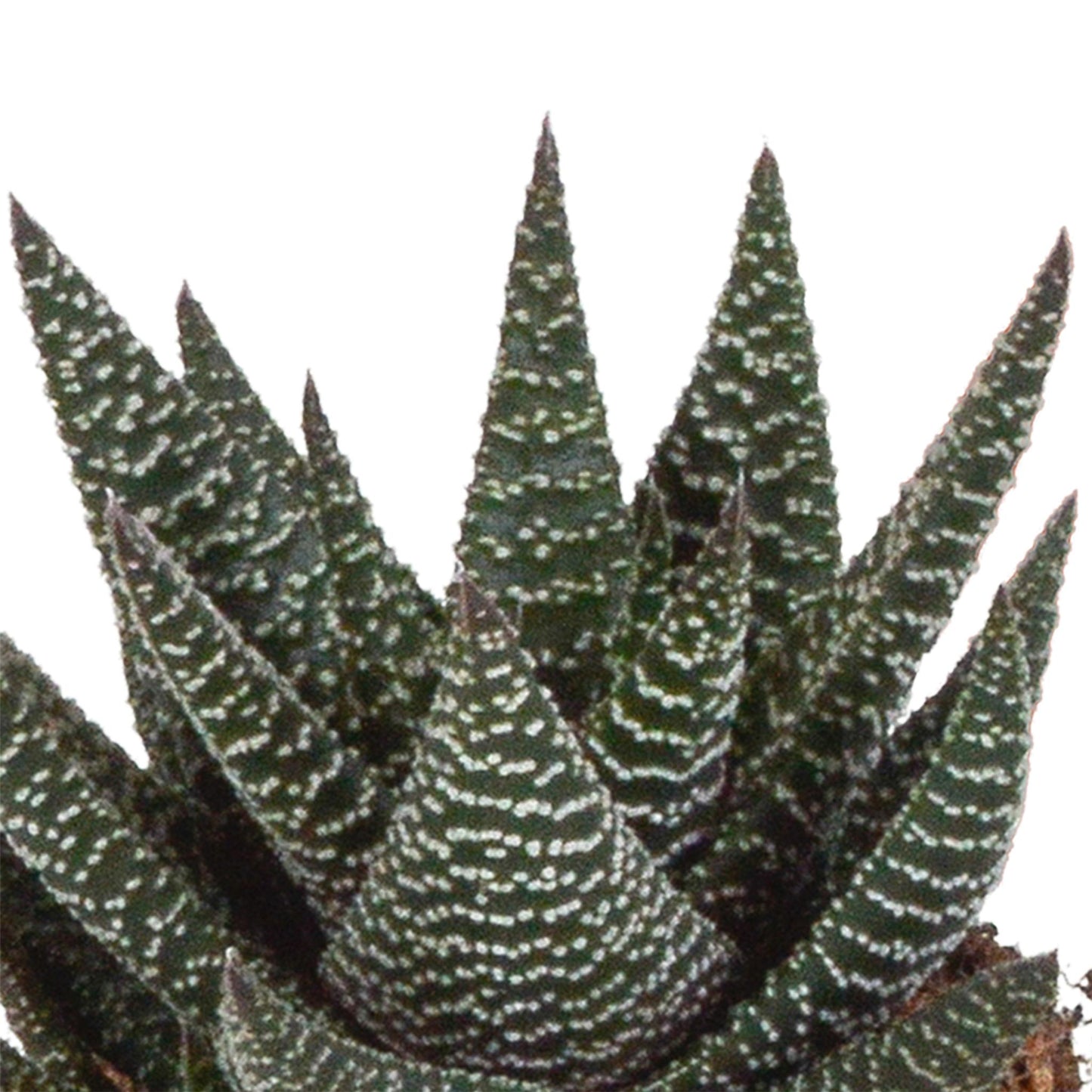 Gasteria/Haworthia Mix Set mit 3 Sukkulenten im 8,5cm Topf, ohne Übertopf