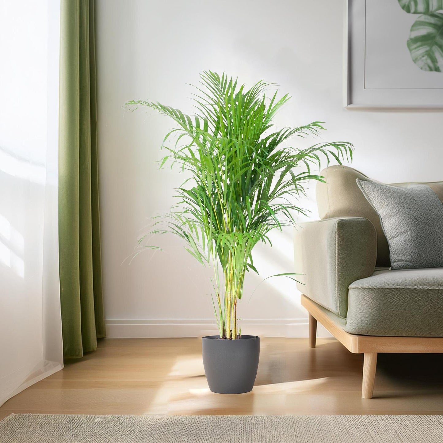 Areca Palme (Dypsis) mit Topf in Grau - 100cm - Ø21cm