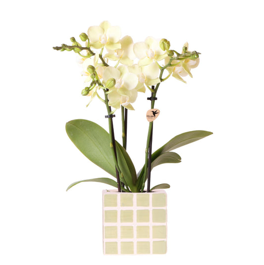 Kolibri Orchids | Gelbe Phalaenopsis Orchidee Mexiko + Mosa Ziertopf Grün - Topfgröße Ø9cm | Blühende Zimmerpflanze - Frisch vom Züchter