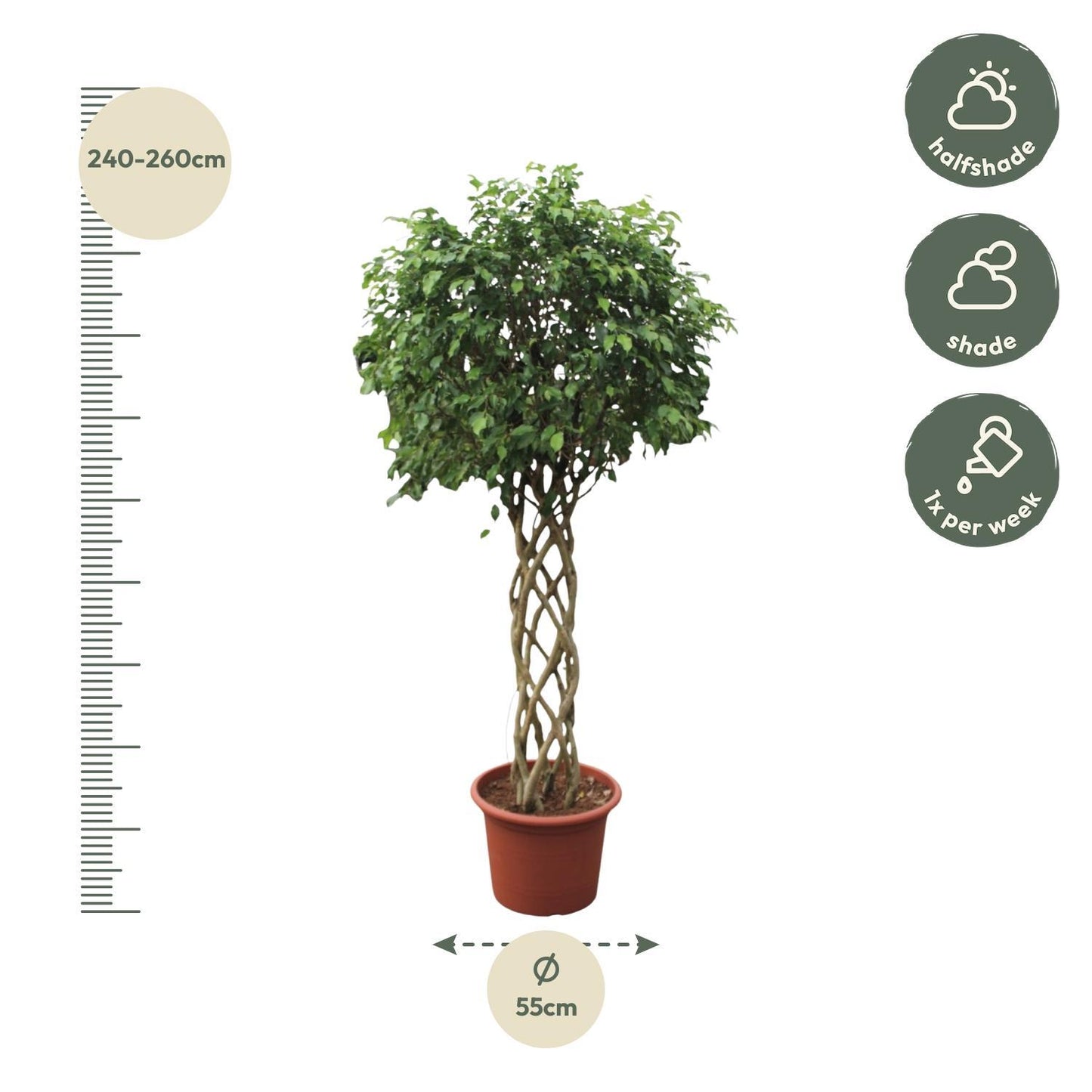 Ficus Benjamina Exotica mit Geflochtenem Stamm - 250 cm - Ø55 cm