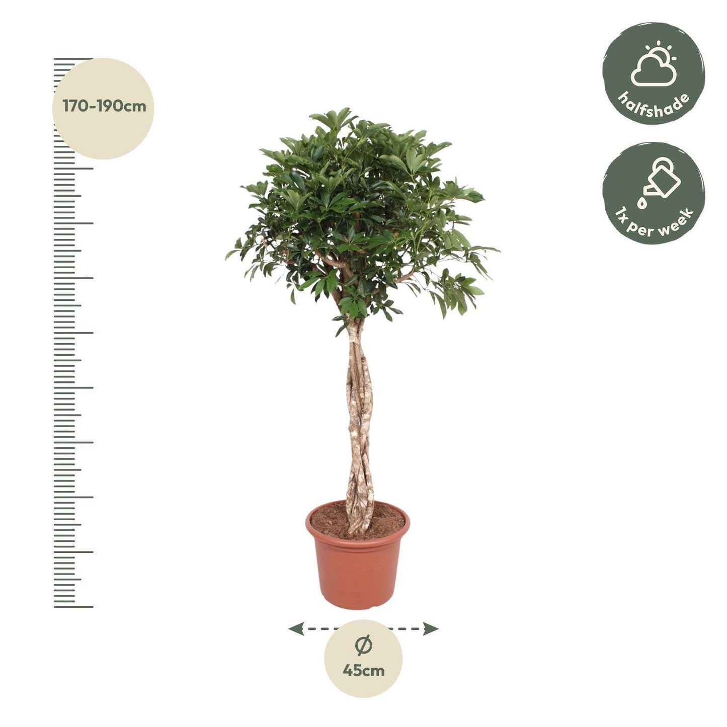 Schefflera Arboricola Compacta gevlochten stam - 180 cm - ø45