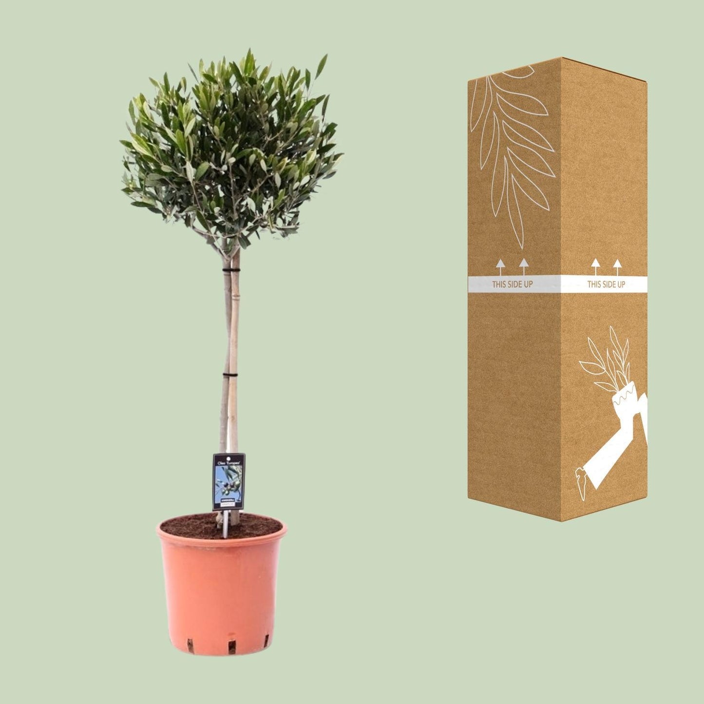 Olea Olijf – Elegante Olive für mediterranes Flair (Ø 22 cm, Höhe 100 cm)