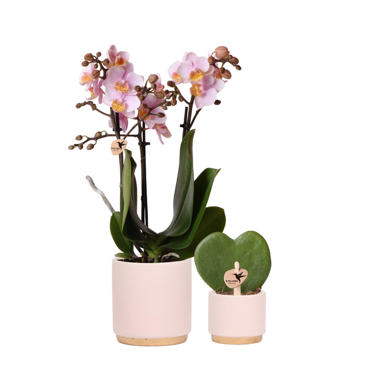 Pflanzenset Goldfuß rosa | Set mit rosa Phalaenopsis Orchidee und Hoya Kerrii inkl. Keramik-ZiertöpfePflanzenset Goldfuß rosa mit Phalaenopsis Orchidee und Hoya Kerrii, inklusive Keramik-Ziertöpfe - Topfgröße Ø6-9cm