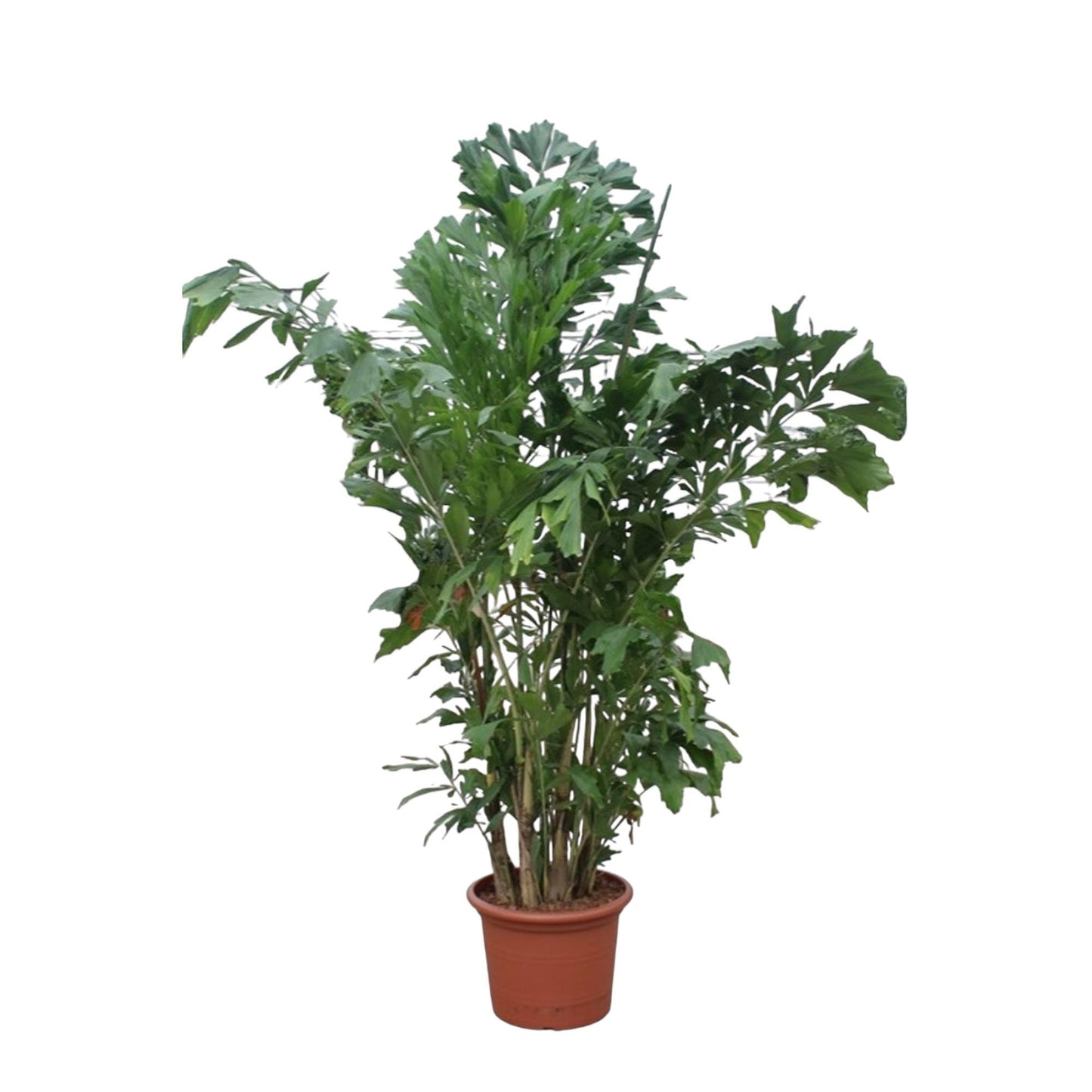 Caryota Mitis - 220 cm - ø45 | Imposante Tropenpalme für Exklusive Akzente