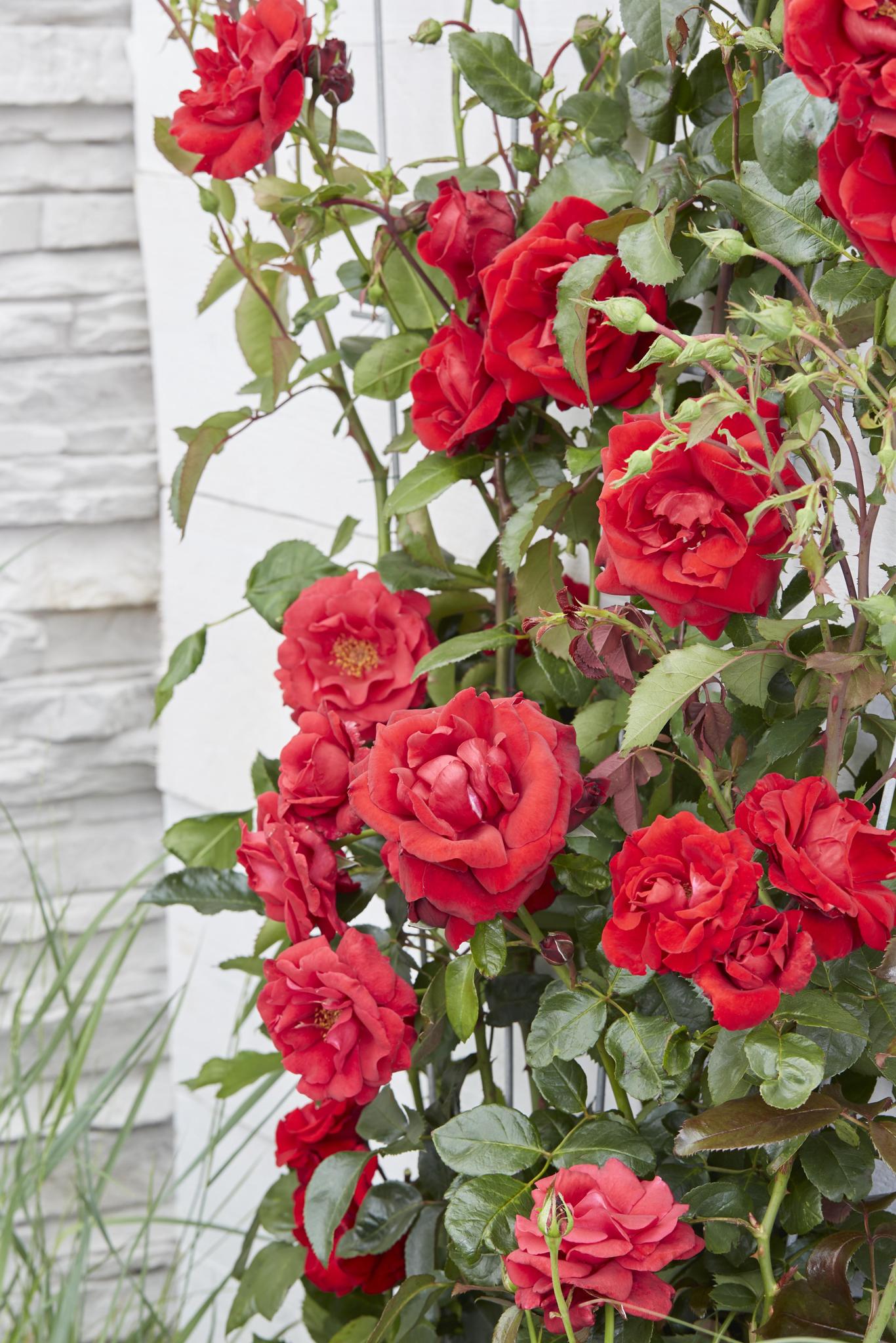 Rosa Crazy in love 'Red' - Rote Rose