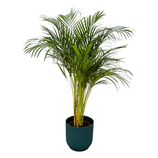 Areca-Palme - 130 cm Höhe - Ø24 cm - Inklusive Elho Vibes Fold Round Topf (Blau) D30xH27 - Exotische Dekorpflanze für Ihr Zuhause