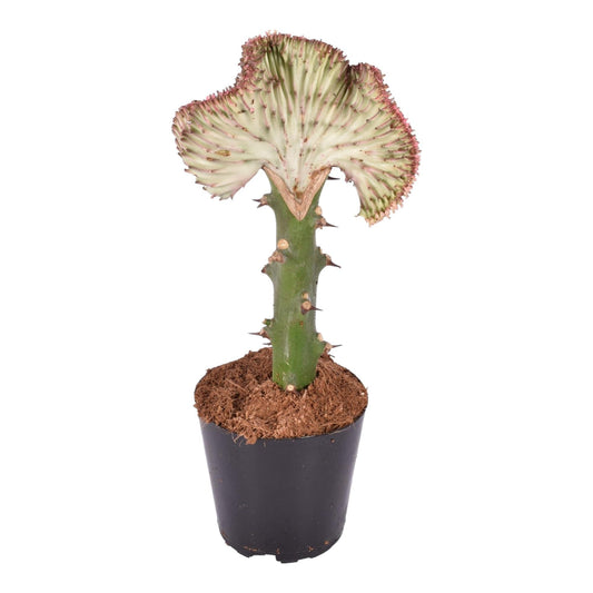 Euphorbia lactea Cristata Rot- 30 cm - ø10,5