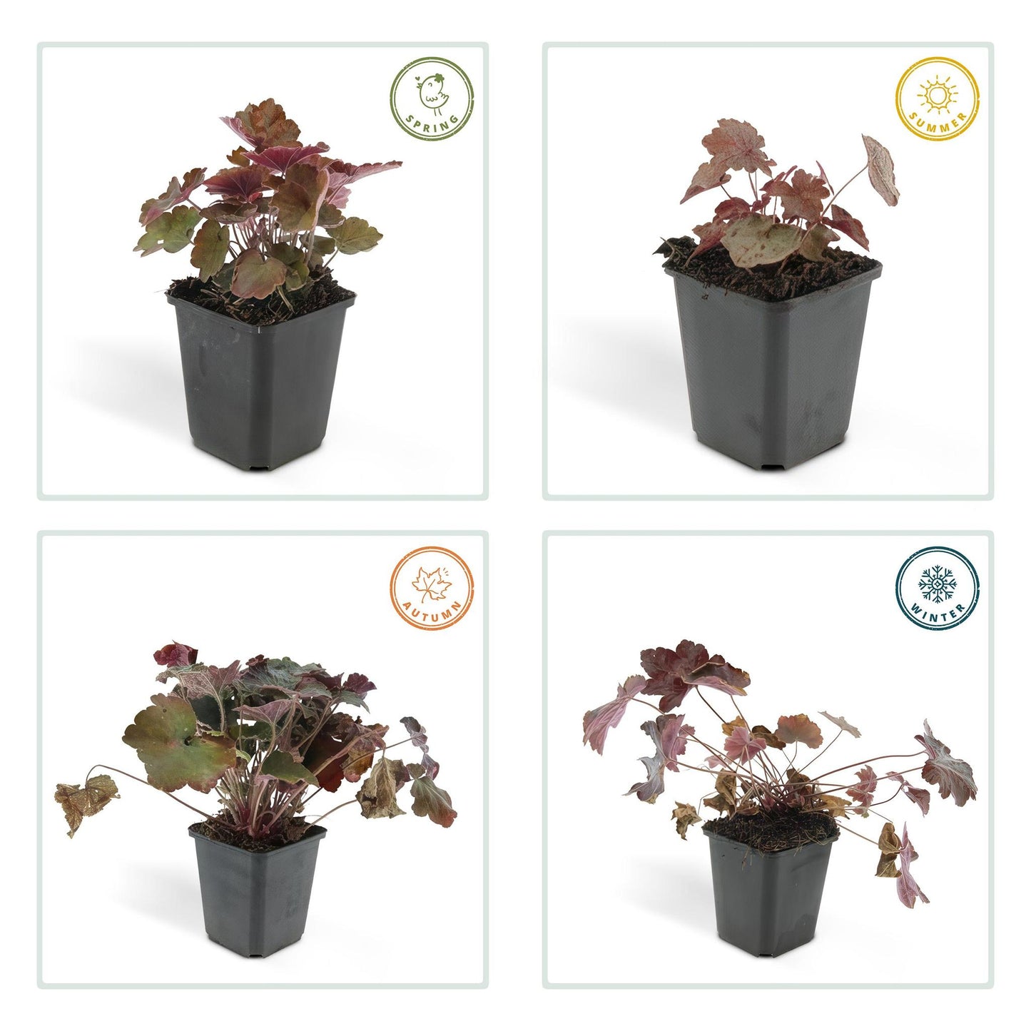 Heuchera 'Palace Purple' - ↕25cm - Ø9cm  - 12x