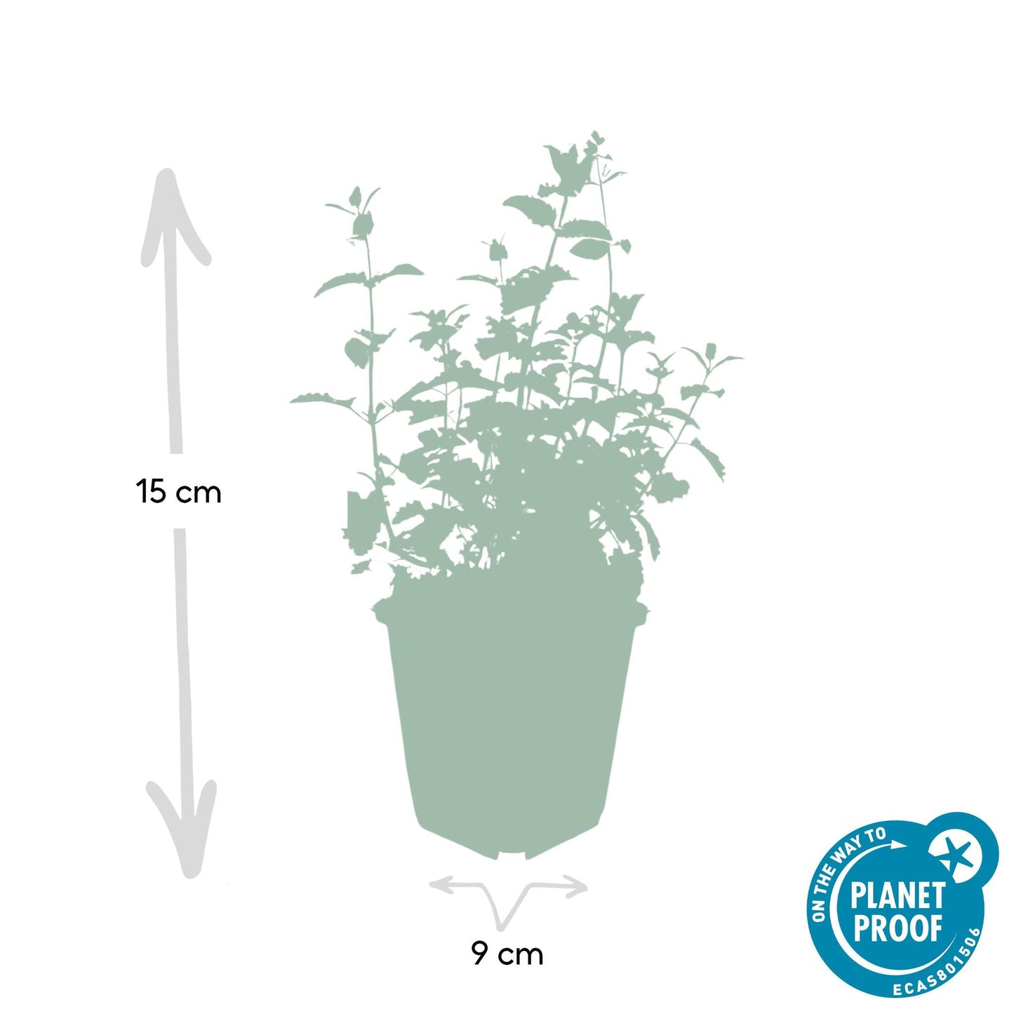 Nepeta 'Six Hills Giant' - ↕25cm - Ø9cm - 6x - 40x