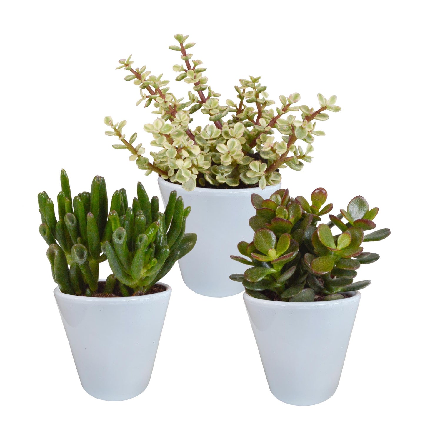 Crassula Mix - 8,5 cm - 3x - im weißen Topf