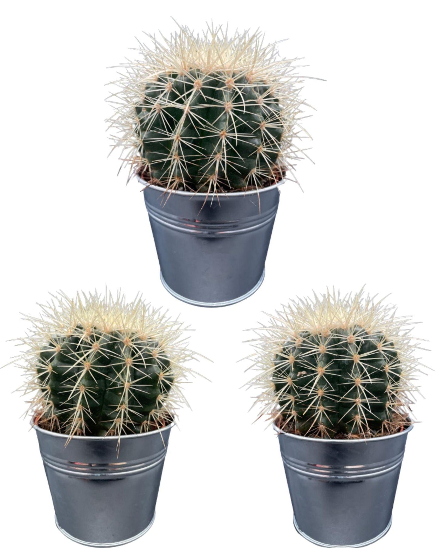 Cactus- Echiocactus Grusonii- 24cmØ- 23-28cm hoog - Zinc - Ø11.5 cm - 3x - ↕13 - 17 cm