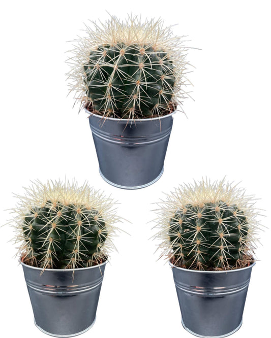 Cactus- Echiocactus Grusonii- 24cmØ- 23-28cm hoog - Zinc - Ø11.5 cm - 3x - ↕13 - 17 cm