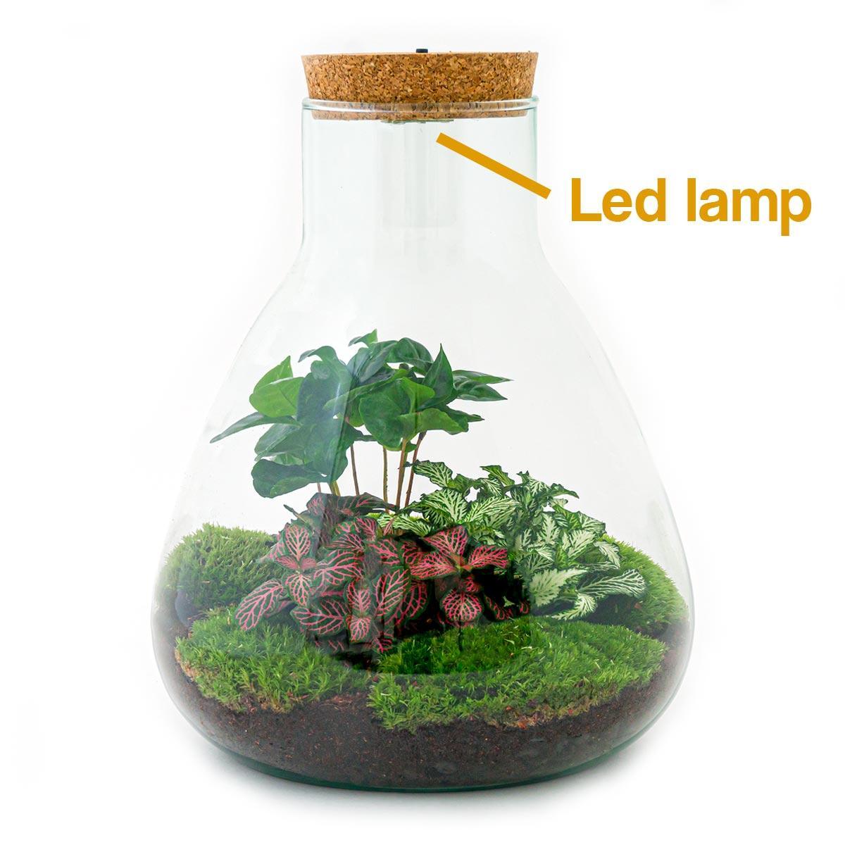 Flaschengarten - Sam mit Lampe (↕ 30 cm - Normal)