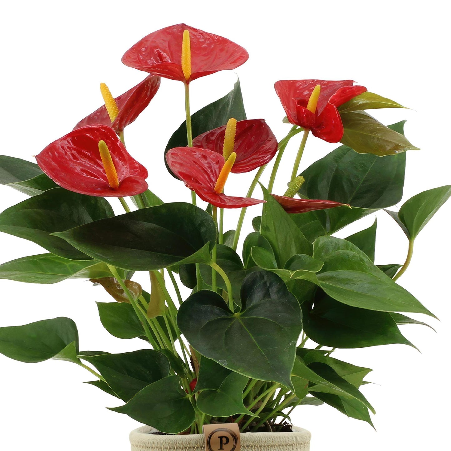 Anthurium Andreanum Diamant Rot inkl. PURE Korb - 45cm - Ø12