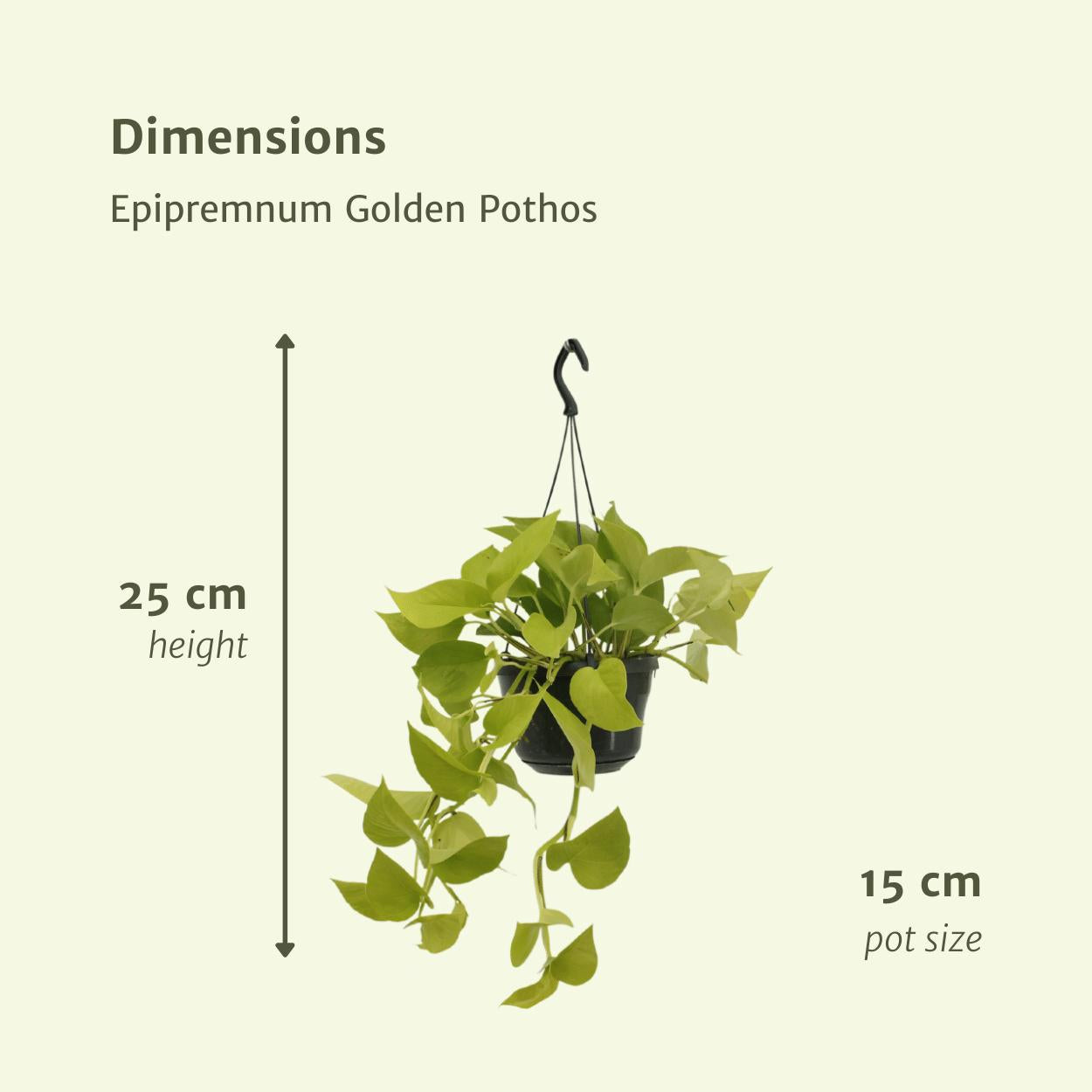 Epipremnum Golden Pothos (Scindapsus) - 2 Stücke - Ø15cm - ↕25cm