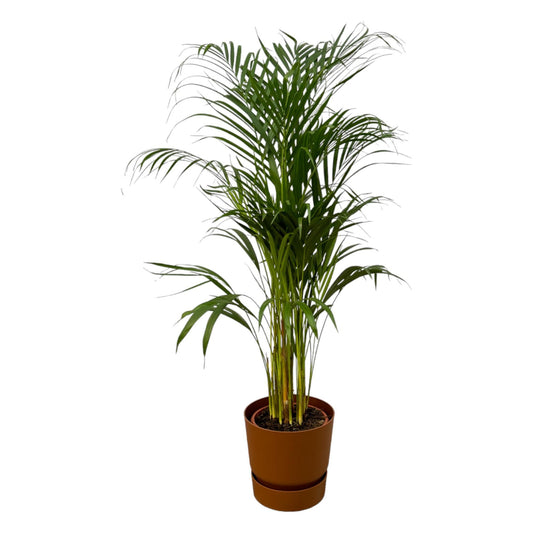 Areca-Palme - 110 cm Höhe - Ø21 cm - Inklusive Elho Greenville Round Topf (Braun) D24xH23 | Pflegeleichte Zimmerpflanze