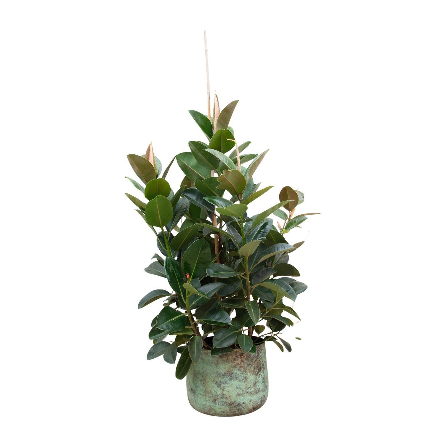 Ficus Robusta vertakt - 150 cm - ø38