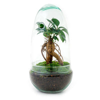 Terrarium - Egg Bonsai - ↕ 25 cm