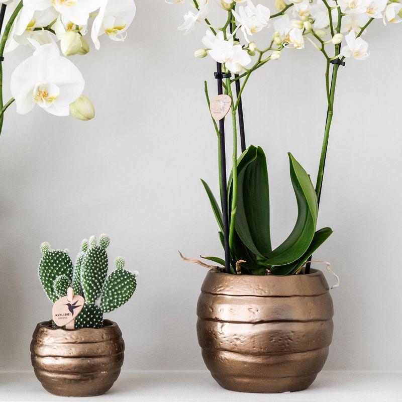 Komplettes Pflanzenset Home Hub | Grünpflanzen mit weißer Phalaenopsis-Orchidee inkl. schwarzen Keramik-Ziertöpfen und Zubehör