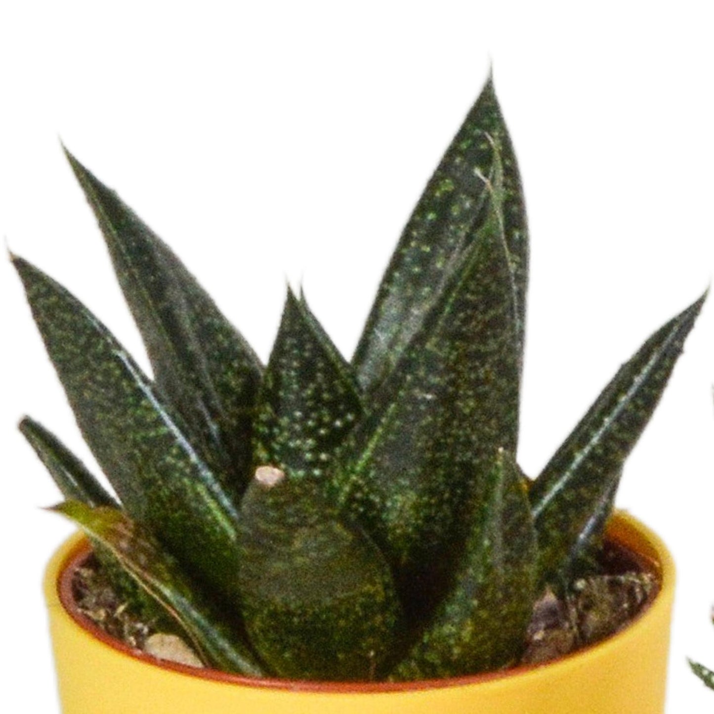 Gasteria/Haworthia-Mischung 5,5cm - 5x - in gekleurde plasticpot