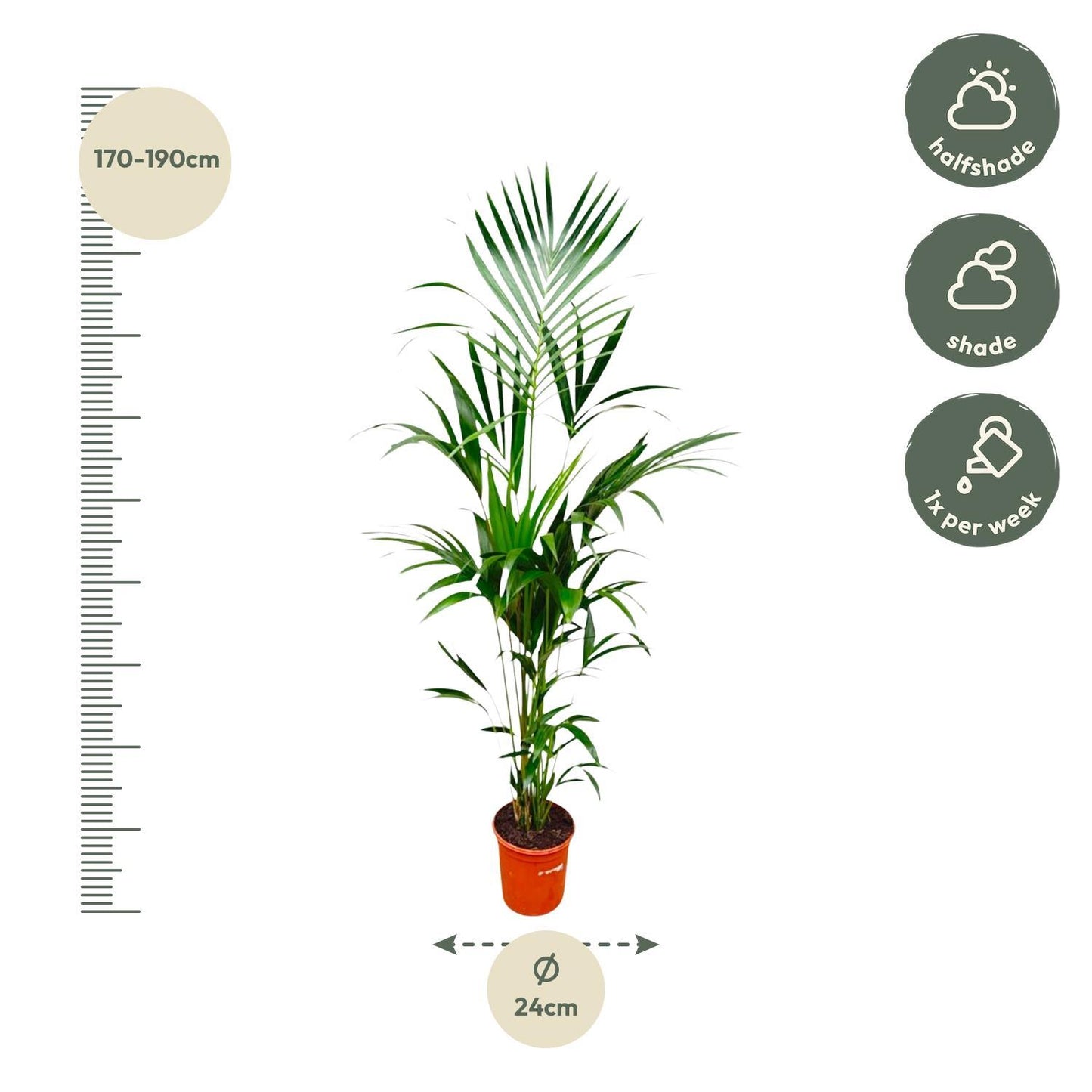 Kentia palm - 180cm - ⌀24