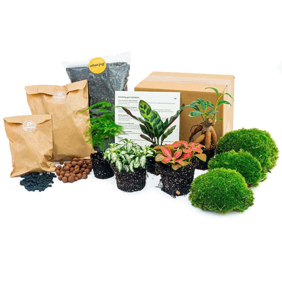 Pflanzen Terrarium Paket - Lancifolia - Bonsai - Asparagus - 5 Pflanzen - Navulling & Startpakket- DIY