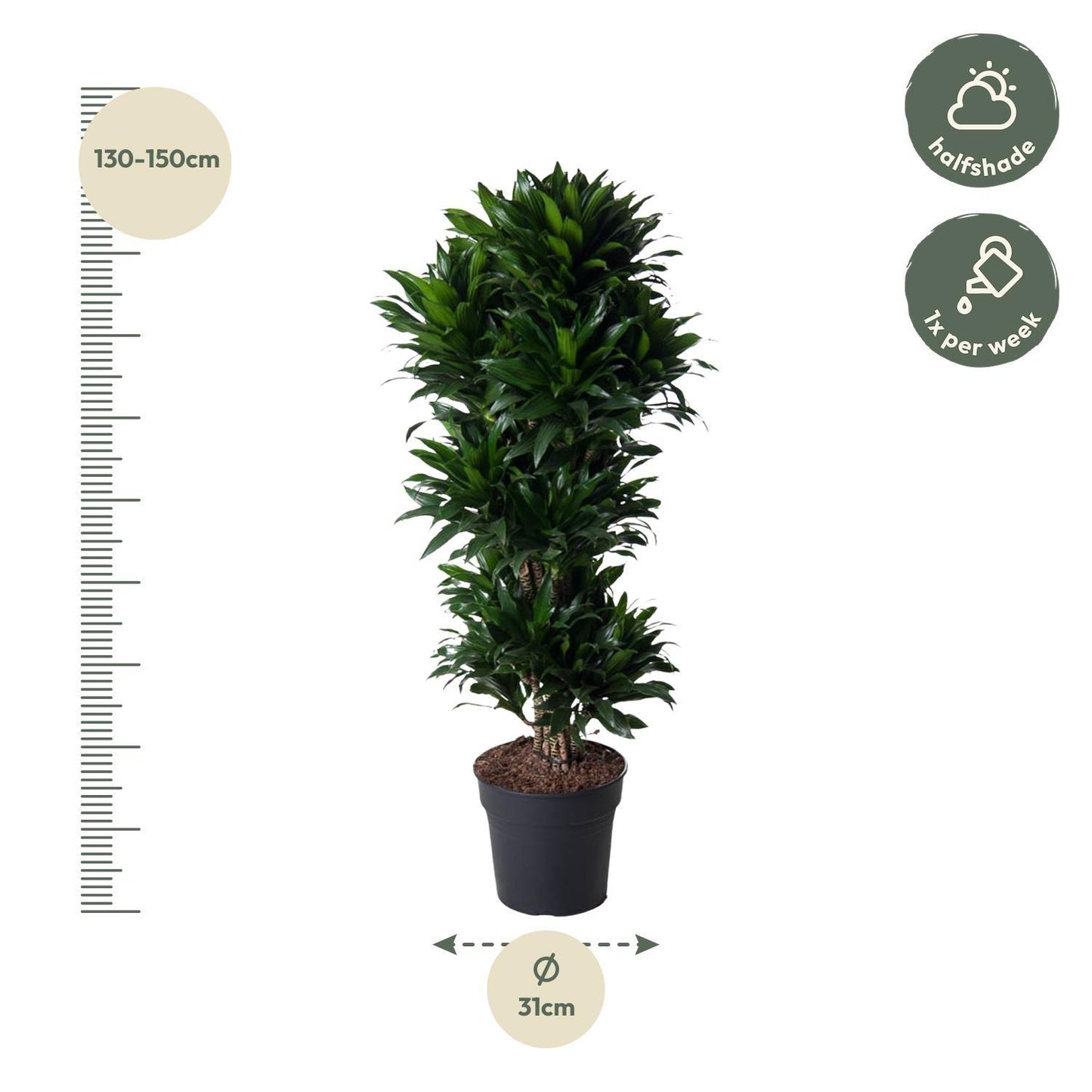 Dracaena Compacta vertakt - 140 cm - ø31